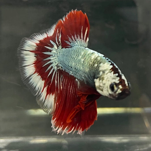 the-fish-farm Male Betta Male Betta - One Only - 17 Choose your favourite Male Betta from The Fish Farm Australia