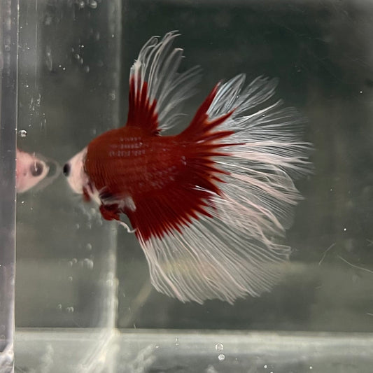 the-fish-farm Male Betta Male Betta - One Only - 17 Choose your favourite Male Betta from The Fish Farm Australia