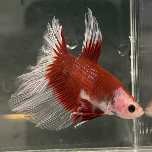 the-fish-farm Male Betta Male Betta - One Only - 17 Choose your favourite Male Betta from The Fish Farm Australia