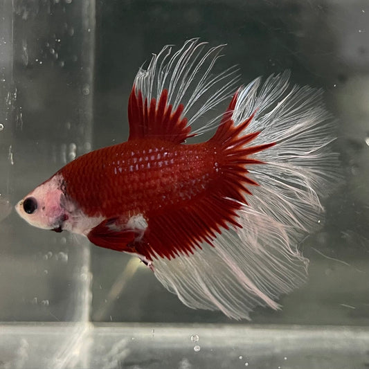 the-fish-farm Male Betta Male Betta - One Only - 17 Choose your favourite Male Betta from The Fish Farm Australia