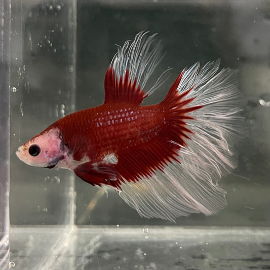 the-fish-farm Male Betta Male Betta - One Only - 17 Choose your favourite Male Betta from The Fish Farm Australia