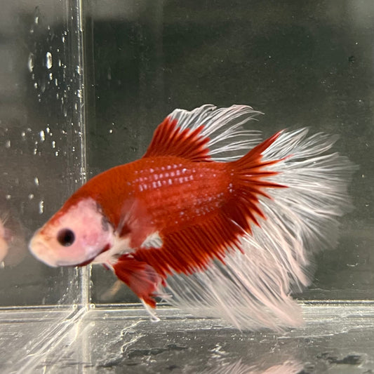 the-fish-farm Male Betta Male Betta - One Only - 17 Choose your favourite Male Betta from The Fish Farm Australia