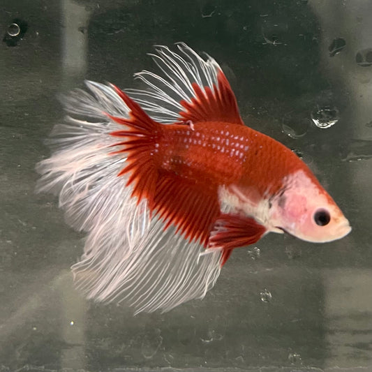 the-fish-farm Male Betta Male Betta - One Only - 17 Choose your favourite Male Betta from The Fish Farm Australia