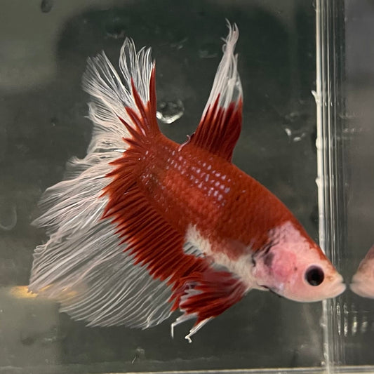 the-fish-farm Male Betta Male Betta - One Only - 17 Choose your favourite Male Betta from The Fish Farm Australia