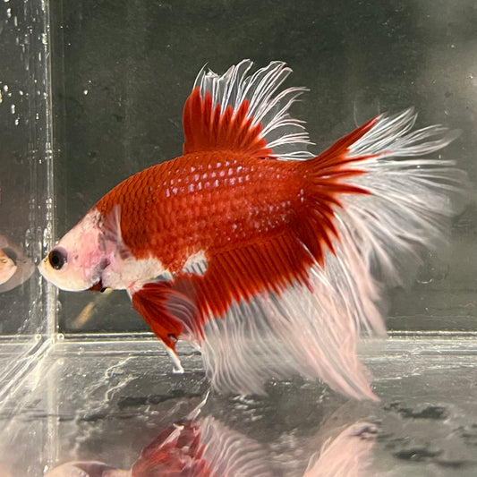 the-fish-farm Male Betta Male Betta - One Only - 17 Choose your favourite Male Betta from The Fish Farm Australia