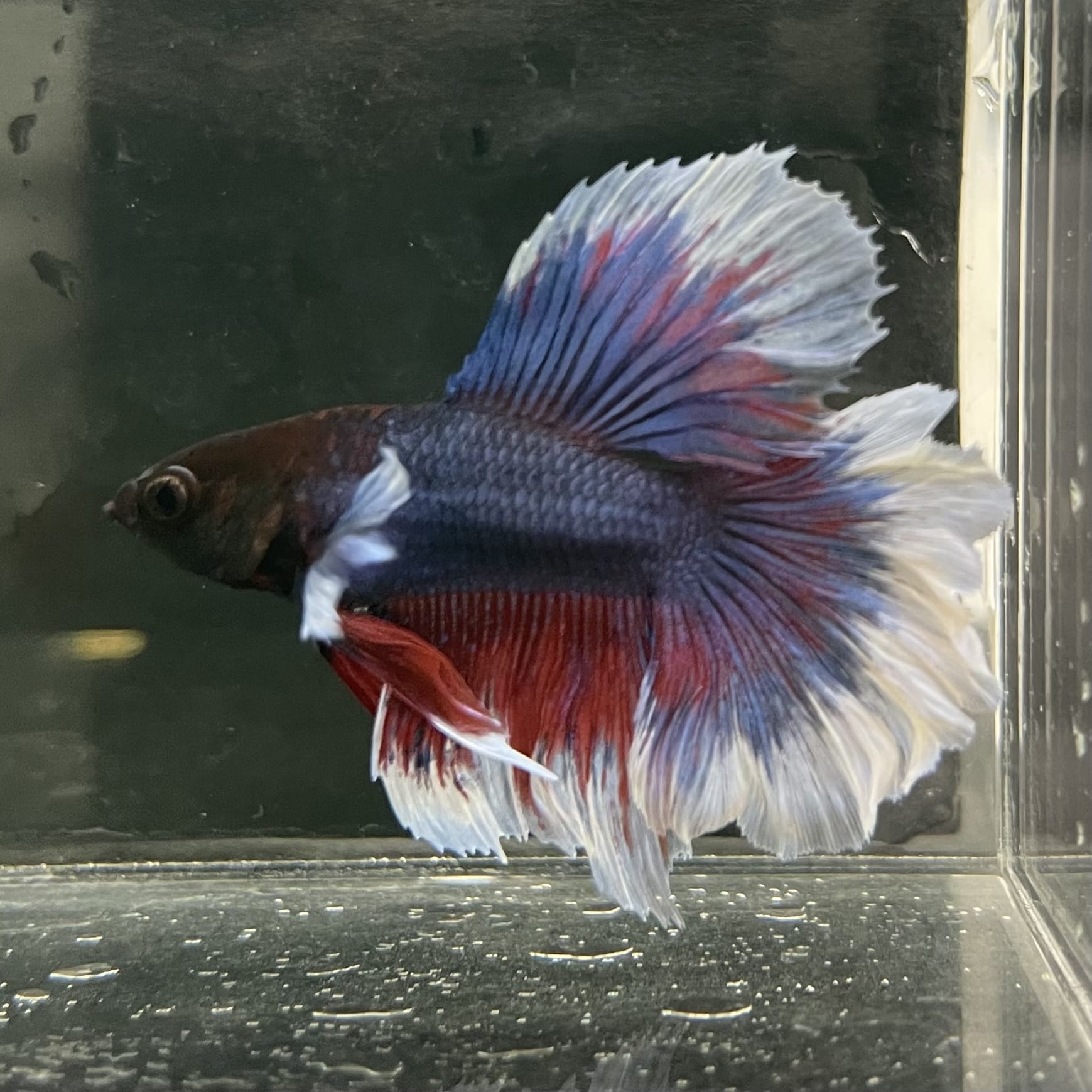 the-fish-farm Male Betta Male Betta - One Only - 17 Choose your favourite Male Betta from The Fish Farm Australia