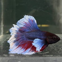 the-fish-farm Male Betta Male Betta - One Only - 17 Choose your favourite Male Betta from The Fish Farm Australia