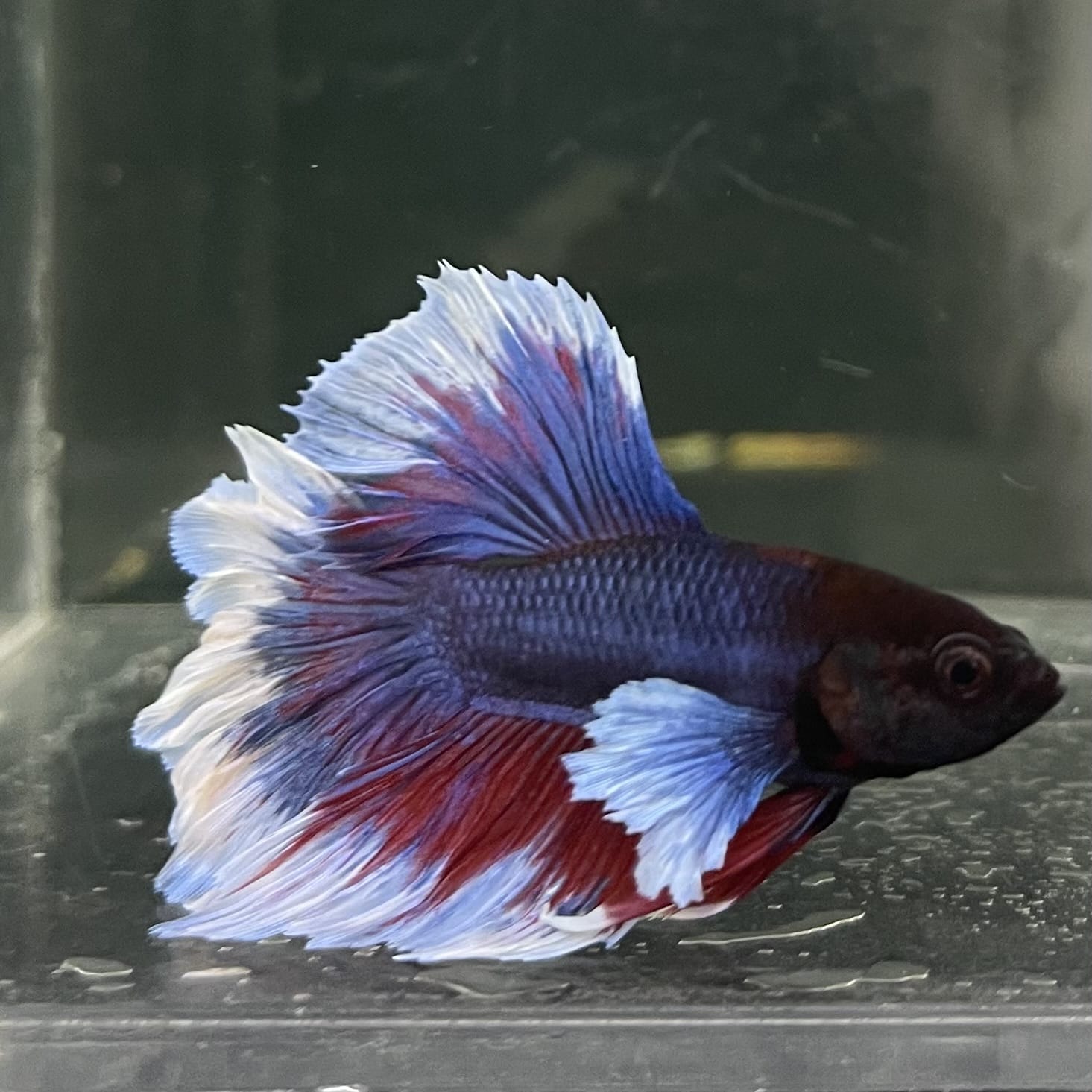 the-fish-farm Male Betta Male Betta - One Only - 17 Choose your favourite Male Betta from The Fish Farm Australia