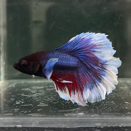 the-fish-farm Male Betta Male Betta - One Only - 17 Choose your favourite Male Betta from The Fish Farm Australia