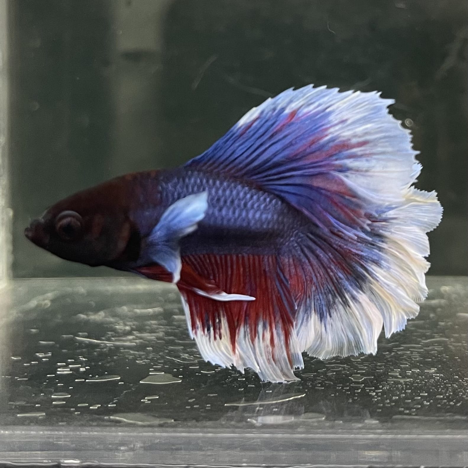 the-fish-farm Male Betta Male Betta - One Only - 17 Choose your favourite Male Betta from The Fish Farm Australia