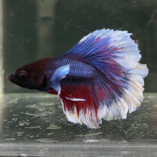 the-fish-farm Male Betta Male Betta - One Only - 17 Choose your favourite Male Betta from The Fish Farm Australia