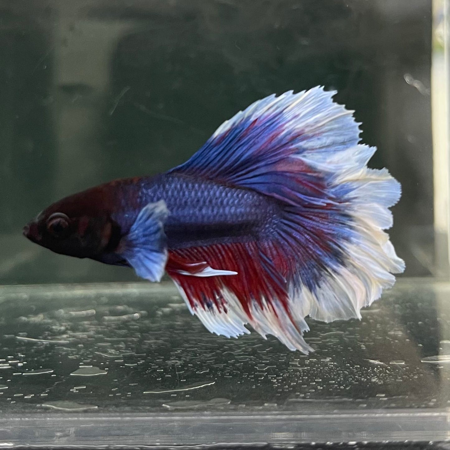 the-fish-farm Male Betta Male Betta - One Only - 17 Choose your favourite Male Betta from The Fish Farm Australia