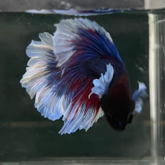 the-fish-farm Male Betta Male Betta - One Only - 17 Choose your favourite Male Betta from The Fish Farm Australia