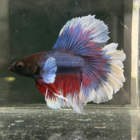 the-fish-farm Male Betta Male Betta - One Only - 17 Choose your favourite Male Betta from The Fish Farm Australia
