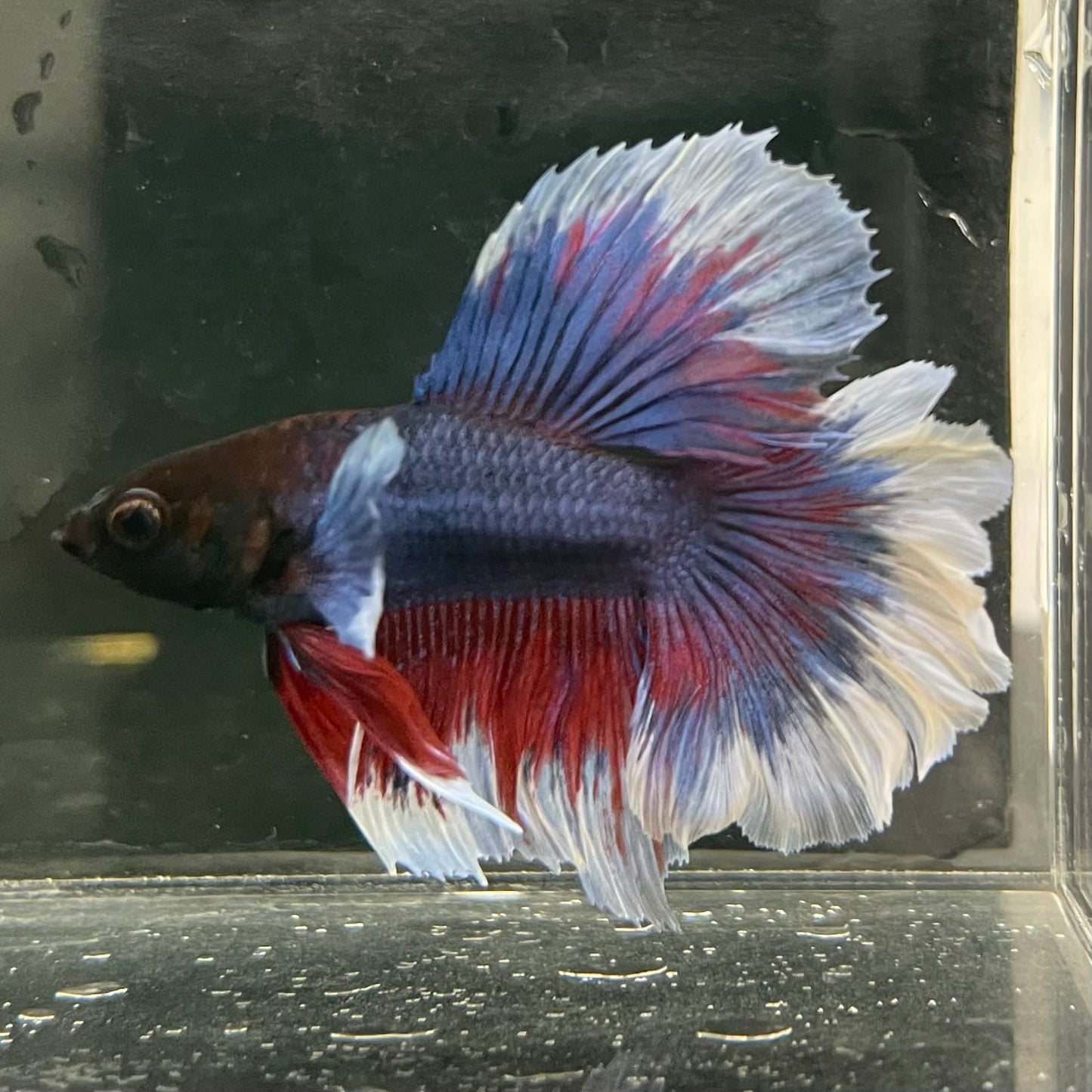the-fish-farm Male Betta Male Betta - One Only - 17 Choose your favourite Male Betta from The Fish Farm Australia
