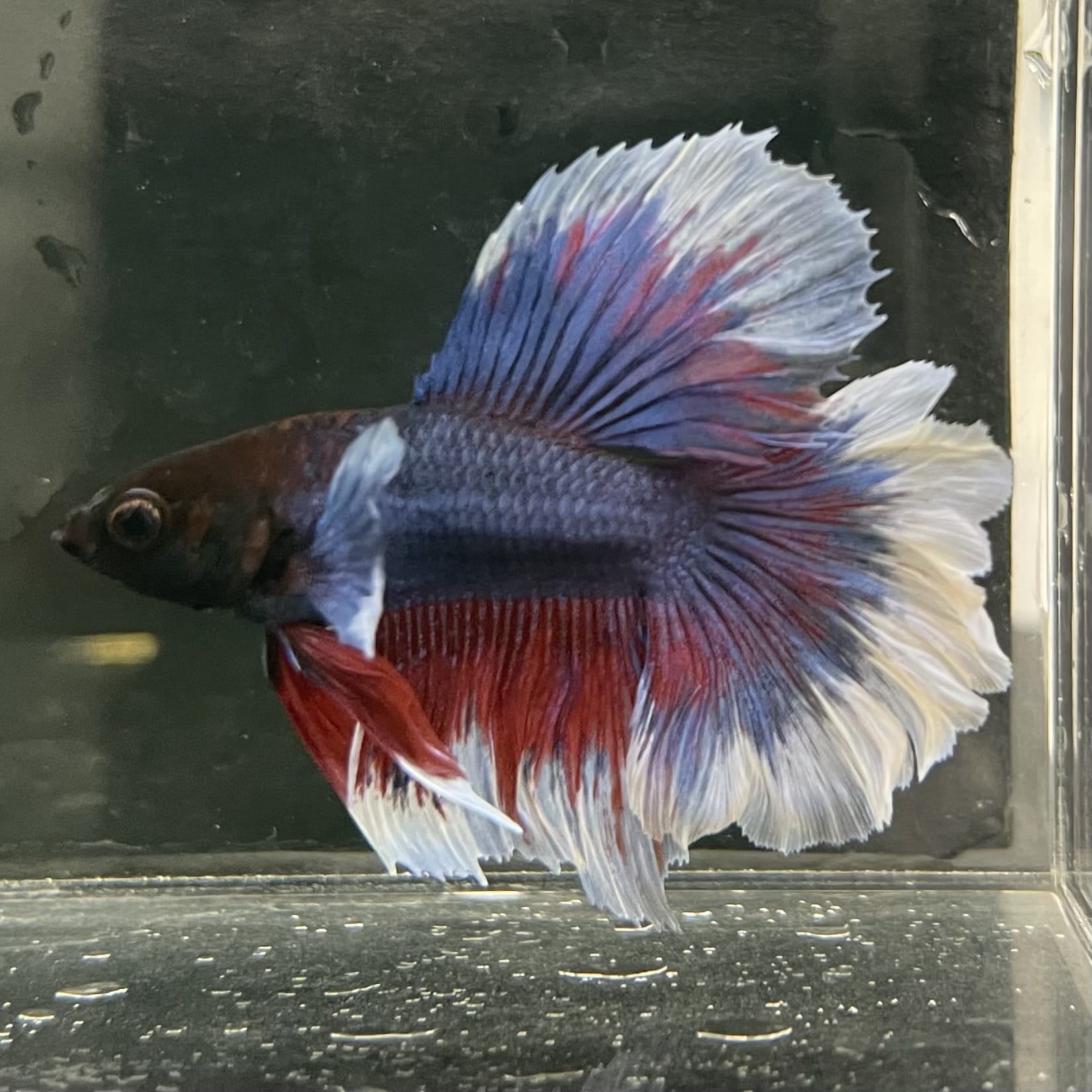 the-fish-farm Male Betta Male Betta - One Only - 17 Choose your favourite Male Betta from The Fish Farm Australia