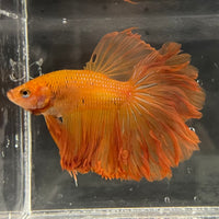 the-fish-farm Male Betta Male Betta - One Only - 17 Choose your favourite Male Betta from The Fish Farm Australia