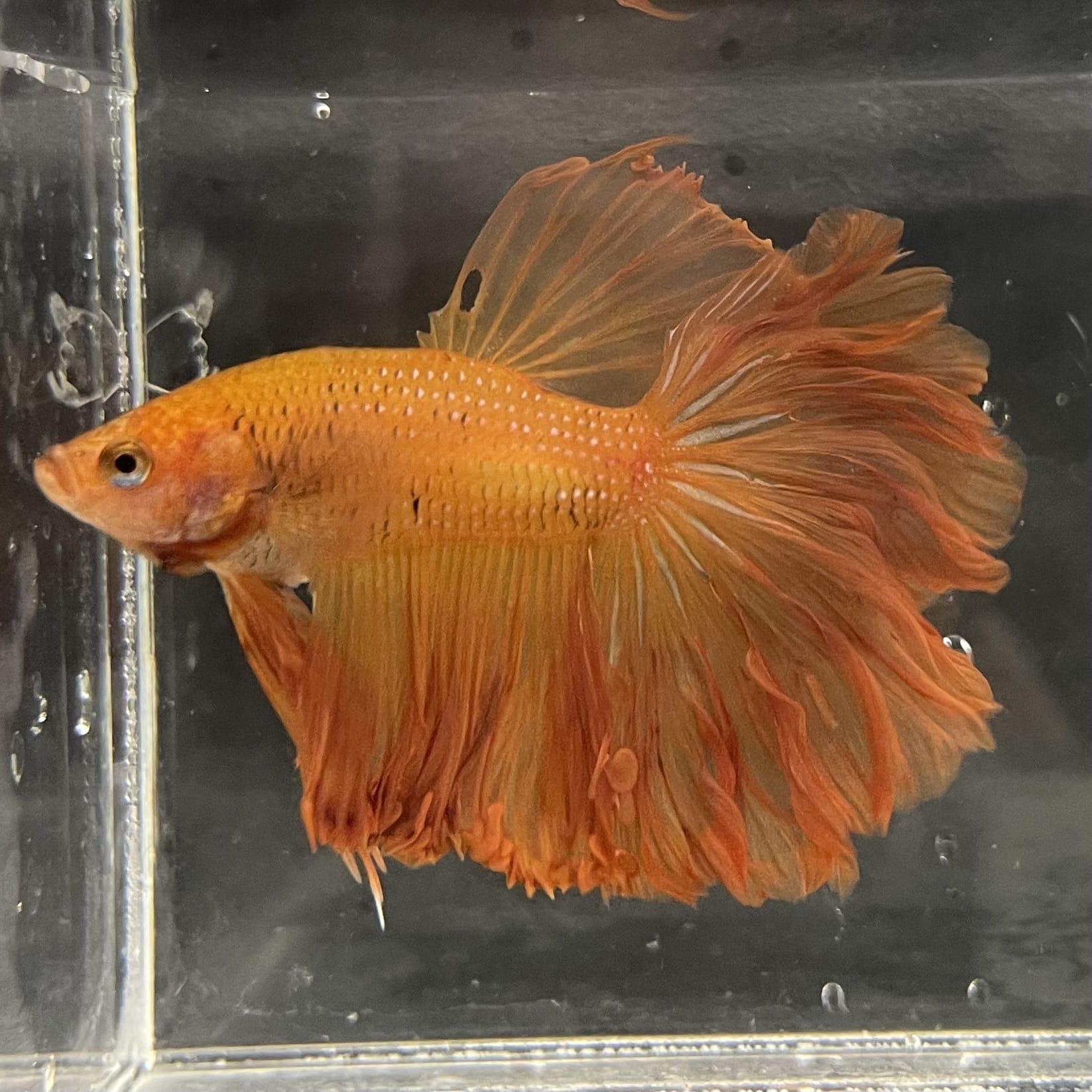 the-fish-farm Male Betta Male Betta - One Only - 17 Choose your favourite Male Betta from The Fish Farm Australia