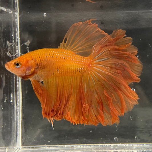 the-fish-farm Male Betta Male Betta - One Only - 17 Choose your favourite Male Betta from The Fish Farm Australia
