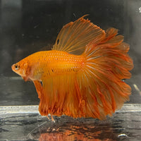 the-fish-farm Male Betta Male Betta - One Only - 17 Choose your favourite Male Betta from The Fish Farm Australia