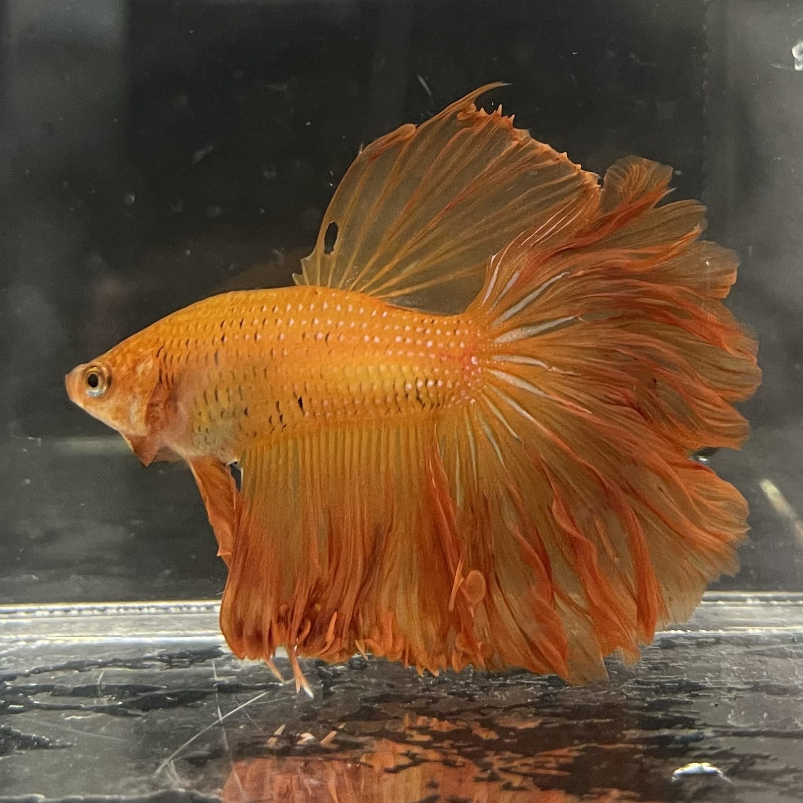 the-fish-farm Male Betta Male Betta - One Only - 17 Choose your favourite Male Betta from The Fish Farm Australia