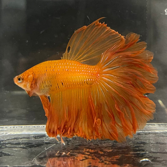 the-fish-farm Male Betta Male Betta - One Only - 17 Choose your favourite Male Betta from The Fish Farm Australia