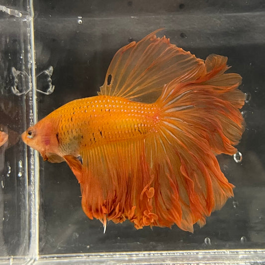 the-fish-farm Male Betta Male Betta - One Only - 17 Choose your favourite Male Betta from The Fish Farm Australia