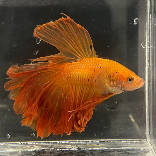 the-fish-farm Male Betta Male Betta - One Only - 17 Choose your favourite Male Betta from The Fish Farm Australia
