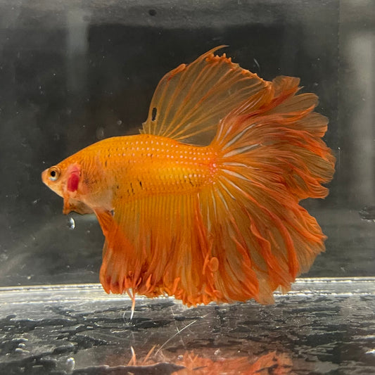 the-fish-farm Male Betta Male Betta - One Only - 17 Choose your favourite Male Betta from The Fish Farm Australia
