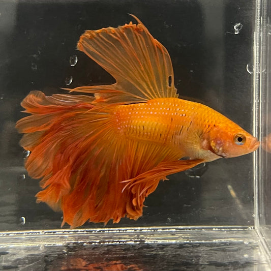 the-fish-farm Male Betta Male Betta - One Only - 17 Choose your favourite Male Betta from The Fish Farm Australia