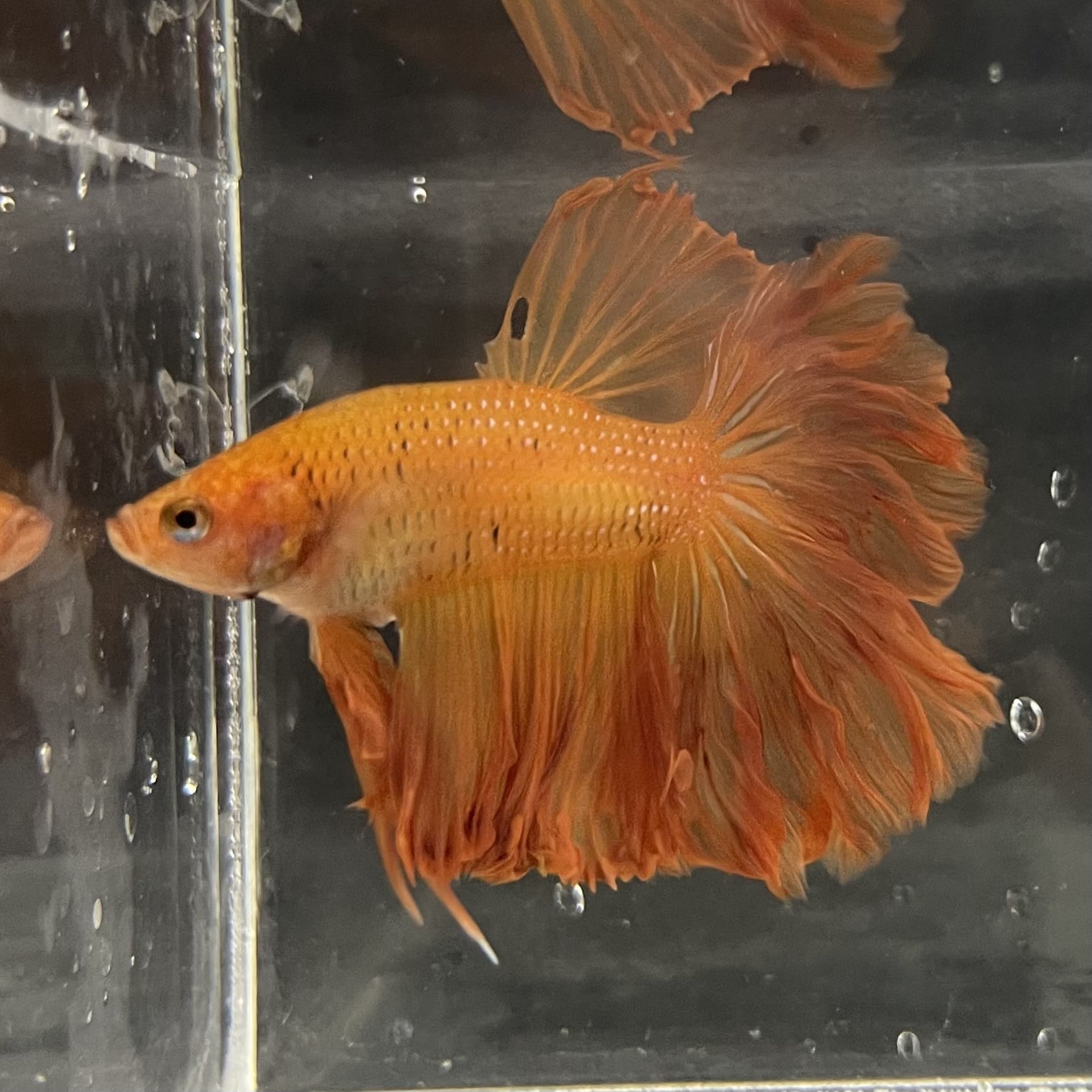 the-fish-farm Male Betta Male Betta - One Only - 17 Choose your favourite Male Betta from The Fish Farm Australia