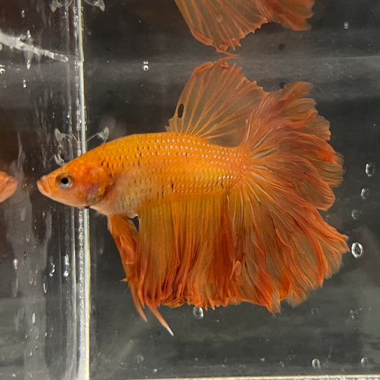 the-fish-farm Male Betta Male Betta - One Only - 17 Choose your favourite Male Betta from The Fish Farm Australia