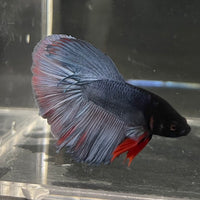 the-fish-farm Male Betta Male Betta - One Only - 17 Choose your favourite Male Betta from The Fish Farm Australia