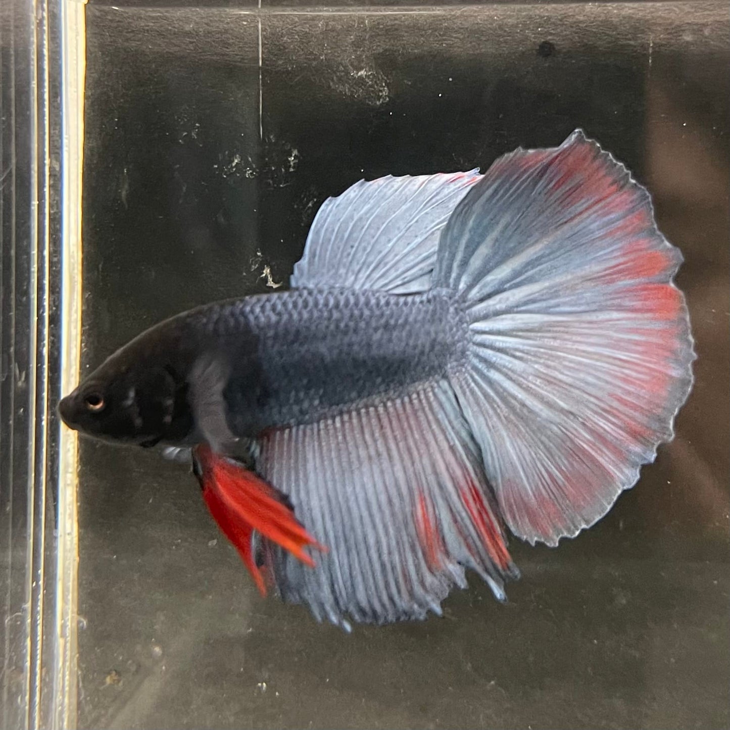 the-fish-farm Male Betta Male Betta - One Only - 17 Choose your favourite Male Betta from The Fish Farm Australia