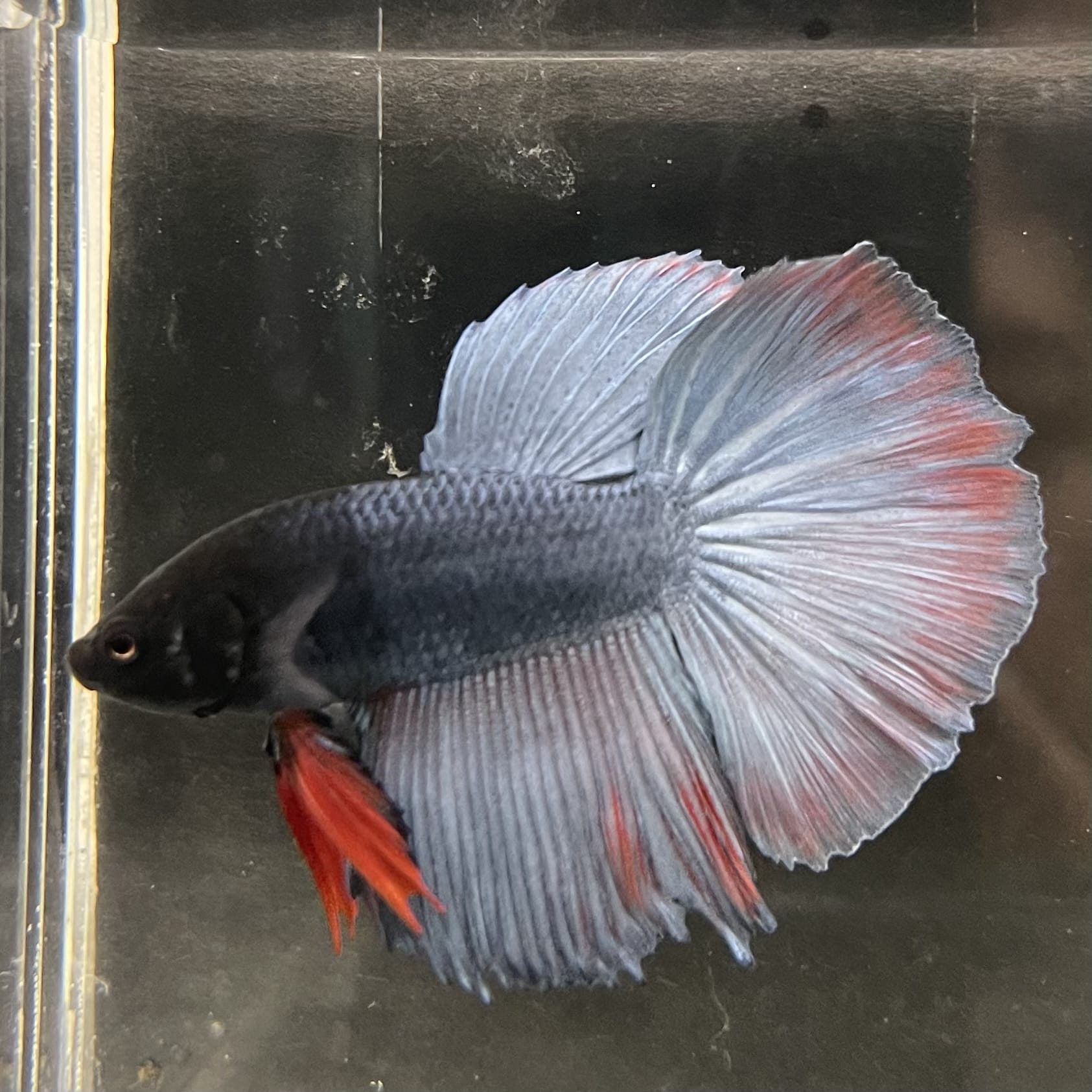 the-fish-farm Male Betta Male Betta - One Only - 17 Choose your favourite Male Betta from The Fish Farm Australia