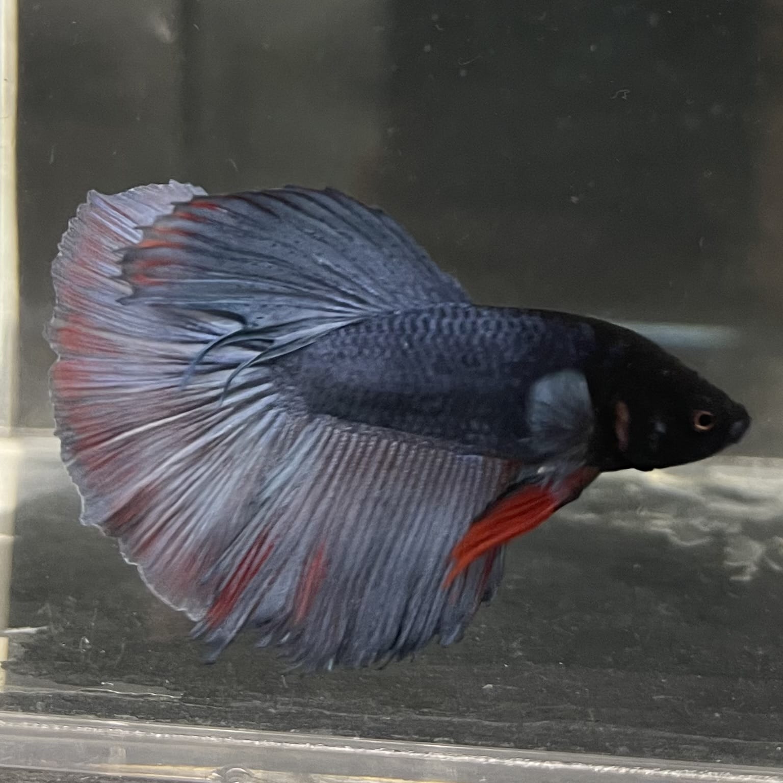 the-fish-farm Male Betta Male Betta - One Only - 17 Choose your favourite Male Betta from The Fish Farm Australia