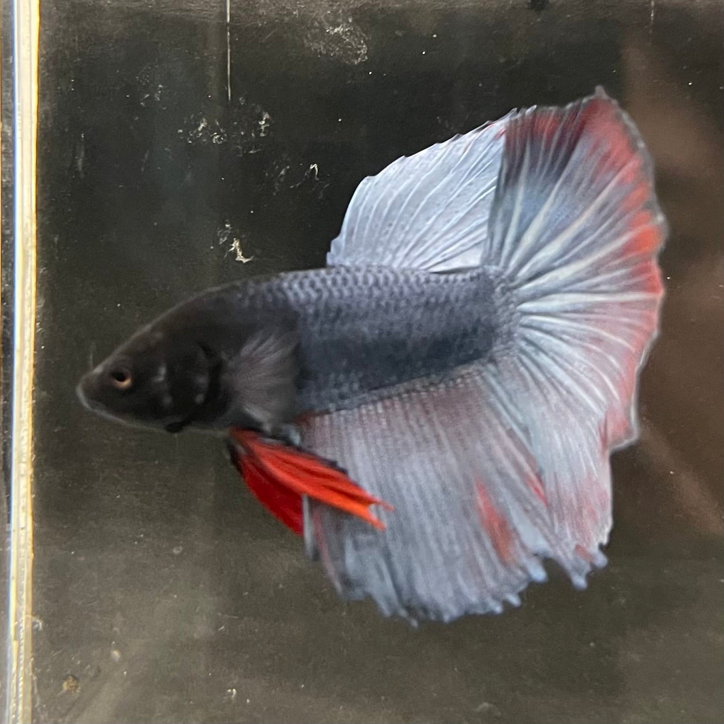 the-fish-farm Male Betta Male Betta - One Only - 17 Choose your favourite Male Betta from The Fish Farm Australia