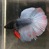 the-fish-farm Male Betta Male Betta - One Only - 17 Choose your favourite Male Betta from The Fish Farm Australia