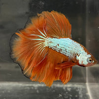 the-fish-farm Male Betta Male Betta - One Only - 17 Choose your favourite Male Betta from The Fish Farm Australia
