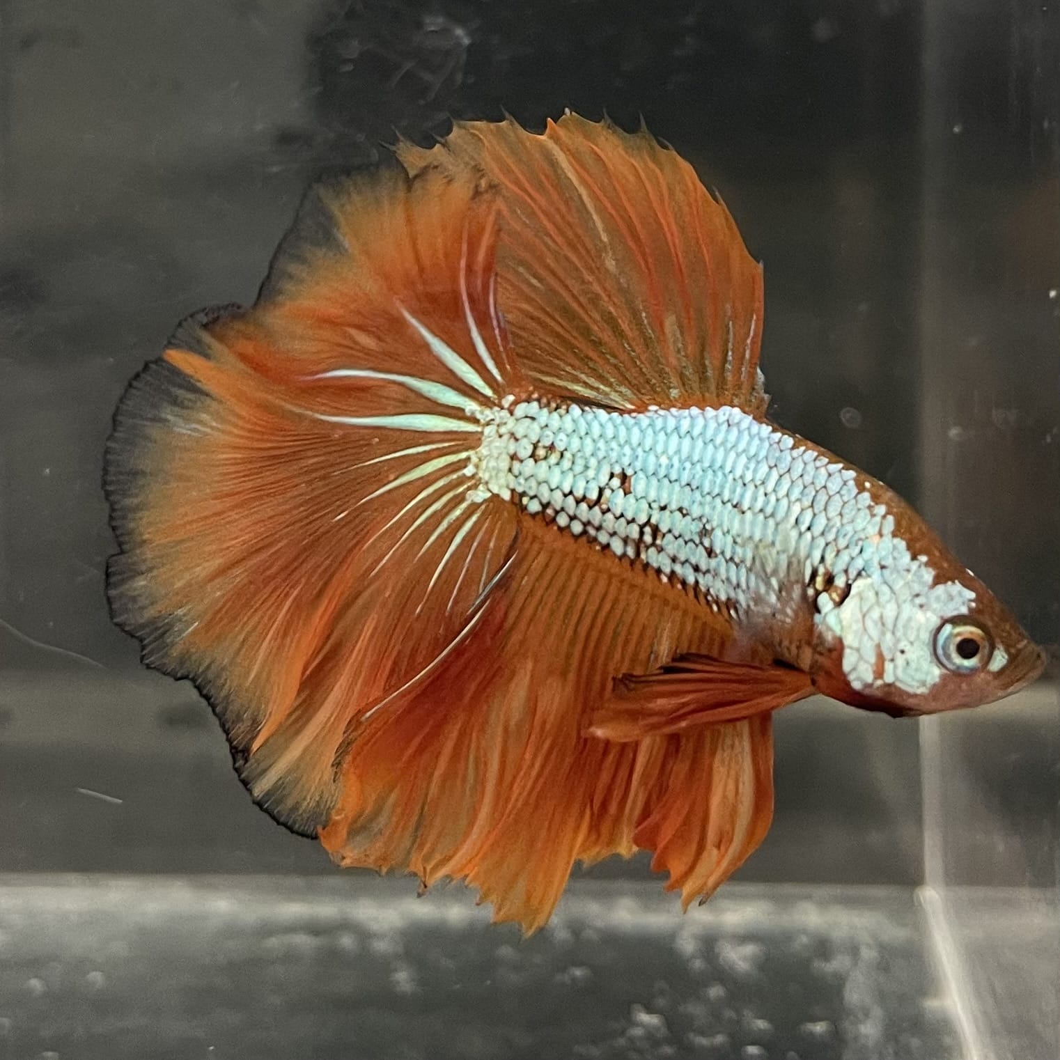 the-fish-farm Male Betta Male Betta - One Only - 17 Choose your favourite Male Betta from The Fish Farm Australia