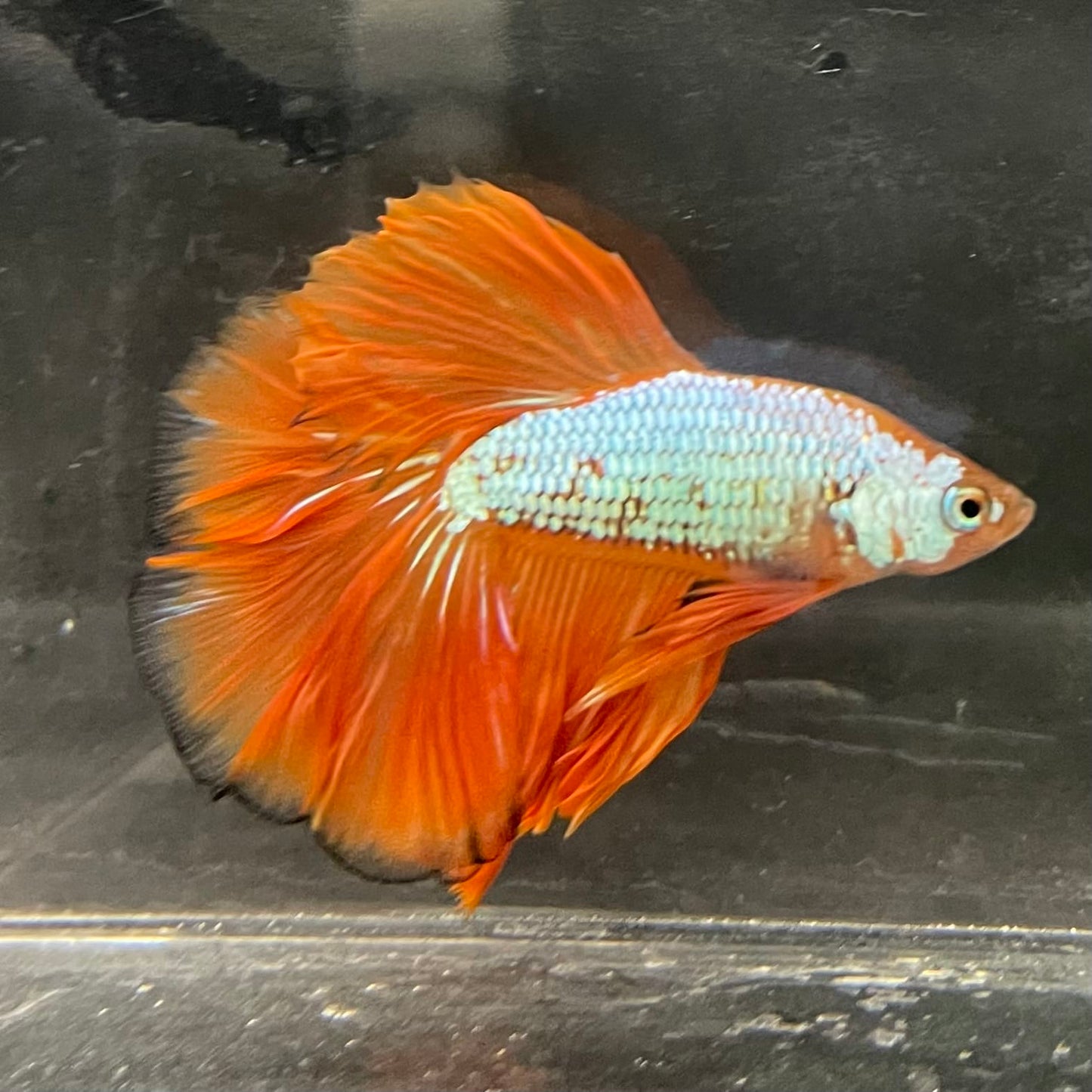 the-fish-farm Male Betta Male Betta - One Only - 17 Choose your favourite Male Betta from The Fish Farm Australia