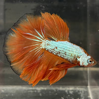 the-fish-farm Male Betta Male Betta - One Only - 17 Choose your favourite Male Betta from The Fish Farm Australia