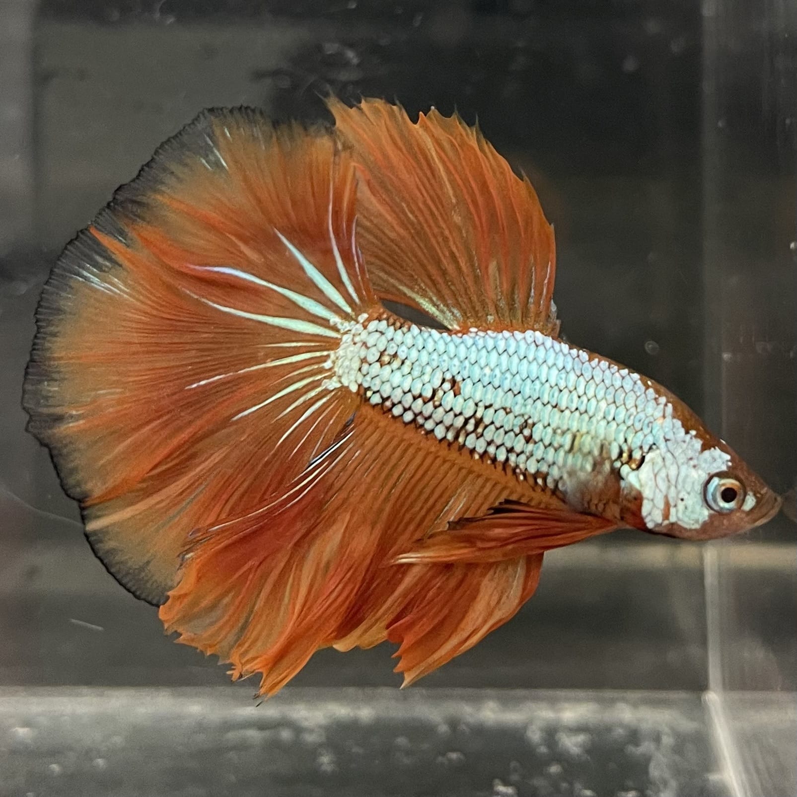 the-fish-farm Male Betta Male Betta - One Only - 17 Choose your favourite Male Betta from The Fish Farm Australia
