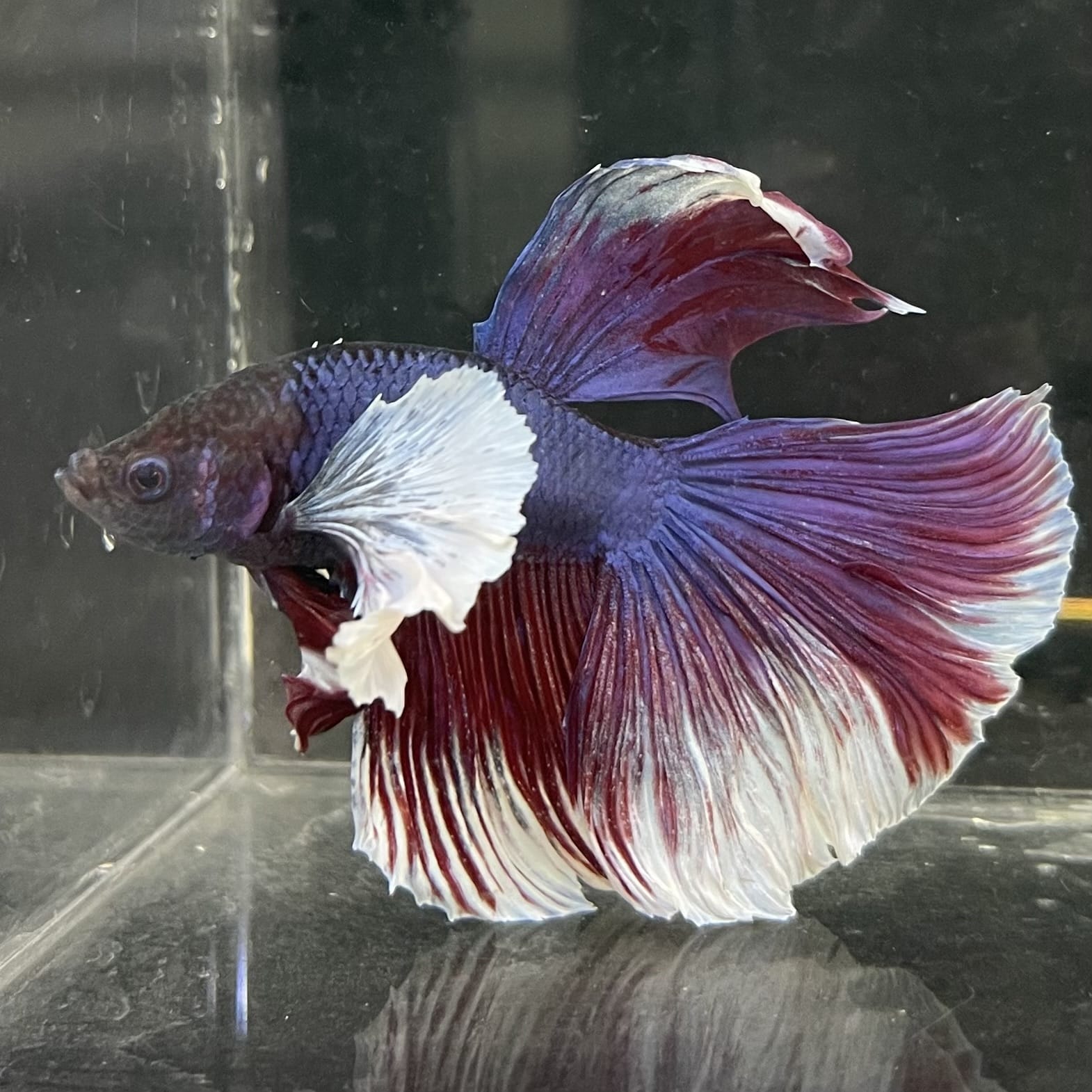 the-fish-farm Male Betta Male Betta - One Only - 17 Choose your favourite Male Betta from The Fish Farm Australia
