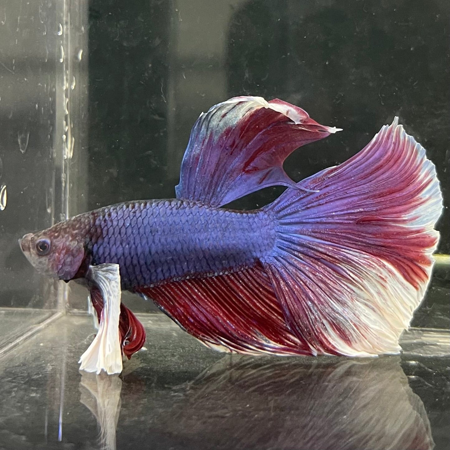 the-fish-farm Male Betta Male Betta - One Only - 17 Choose your favourite Male Betta from The Fish Farm Australia