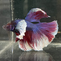 the-fish-farm Male Betta Male Betta - One Only - 17 Choose your favourite Male Betta from The Fish Farm Australia