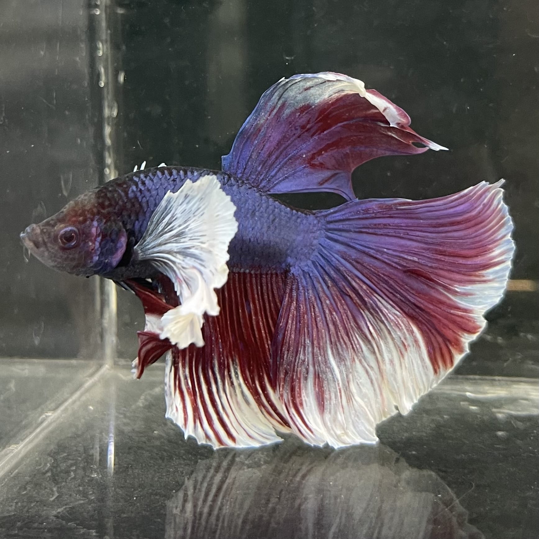 the-fish-farm Male Betta Male Betta - One Only - 17 Choose your favourite Male Betta from The Fish Farm Australia