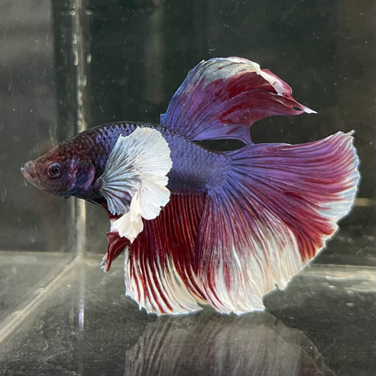 the-fish-farm Male Betta Male Betta - One Only - 17 Choose your favourite Male Betta from The Fish Farm Australia