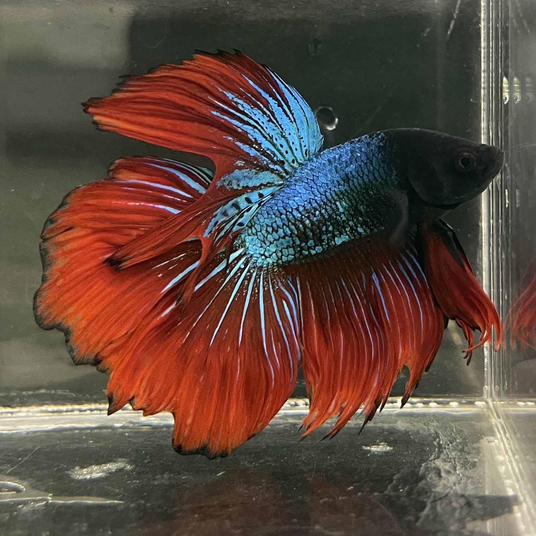 the-fish-farm Male Betta Male Betta - One Only - 17 Choose your favourite Male Betta from The Fish Farm Australia