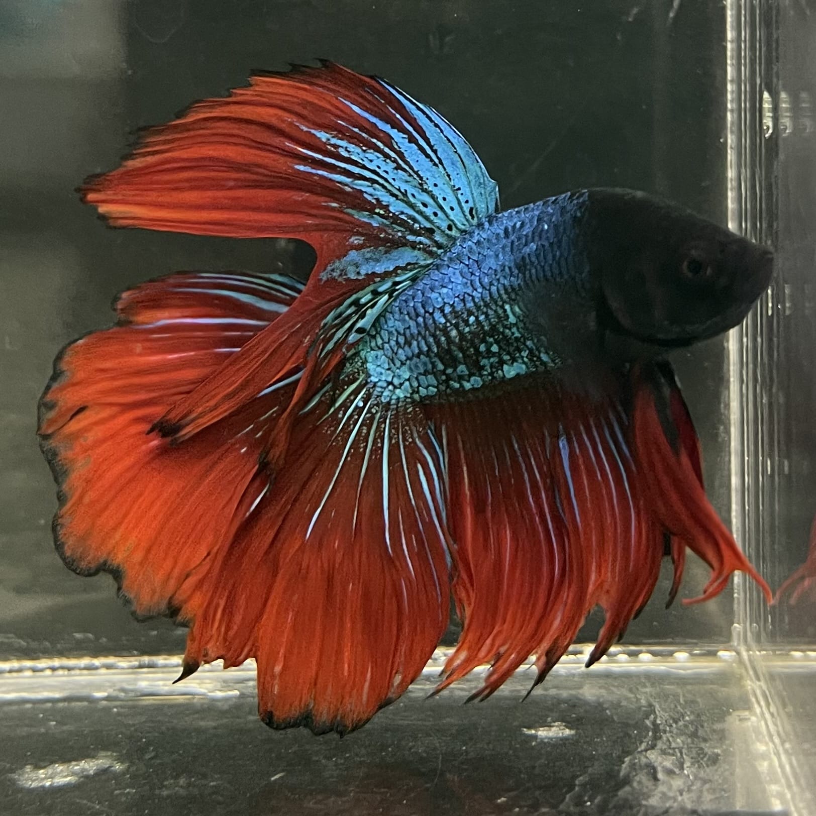 the-fish-farm Male Betta Male Betta - One Only - 17 Choose your favourite Male Betta from The Fish Farm Australia